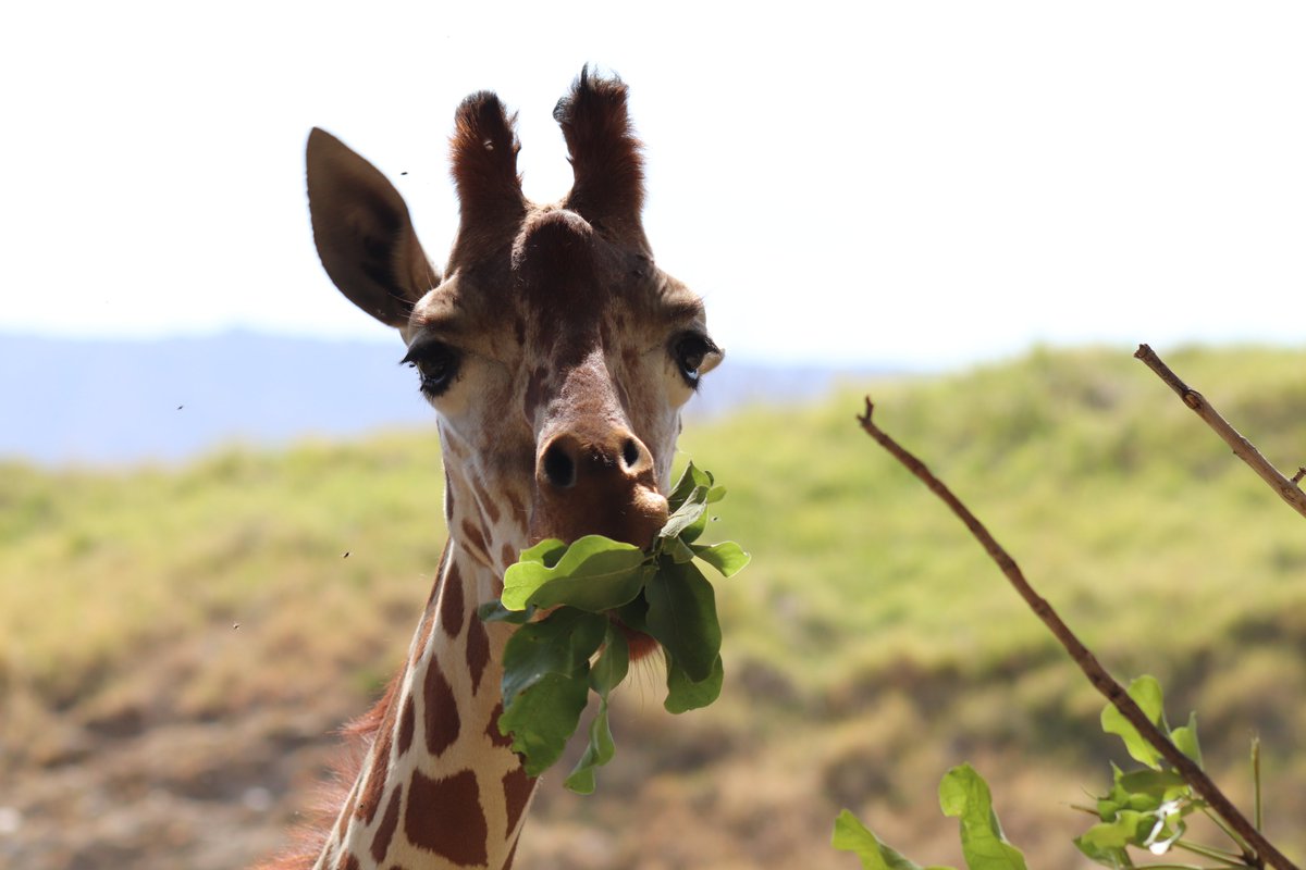 When the waiter asks how your food is, after you just took a big bite... #TheLivingDesert