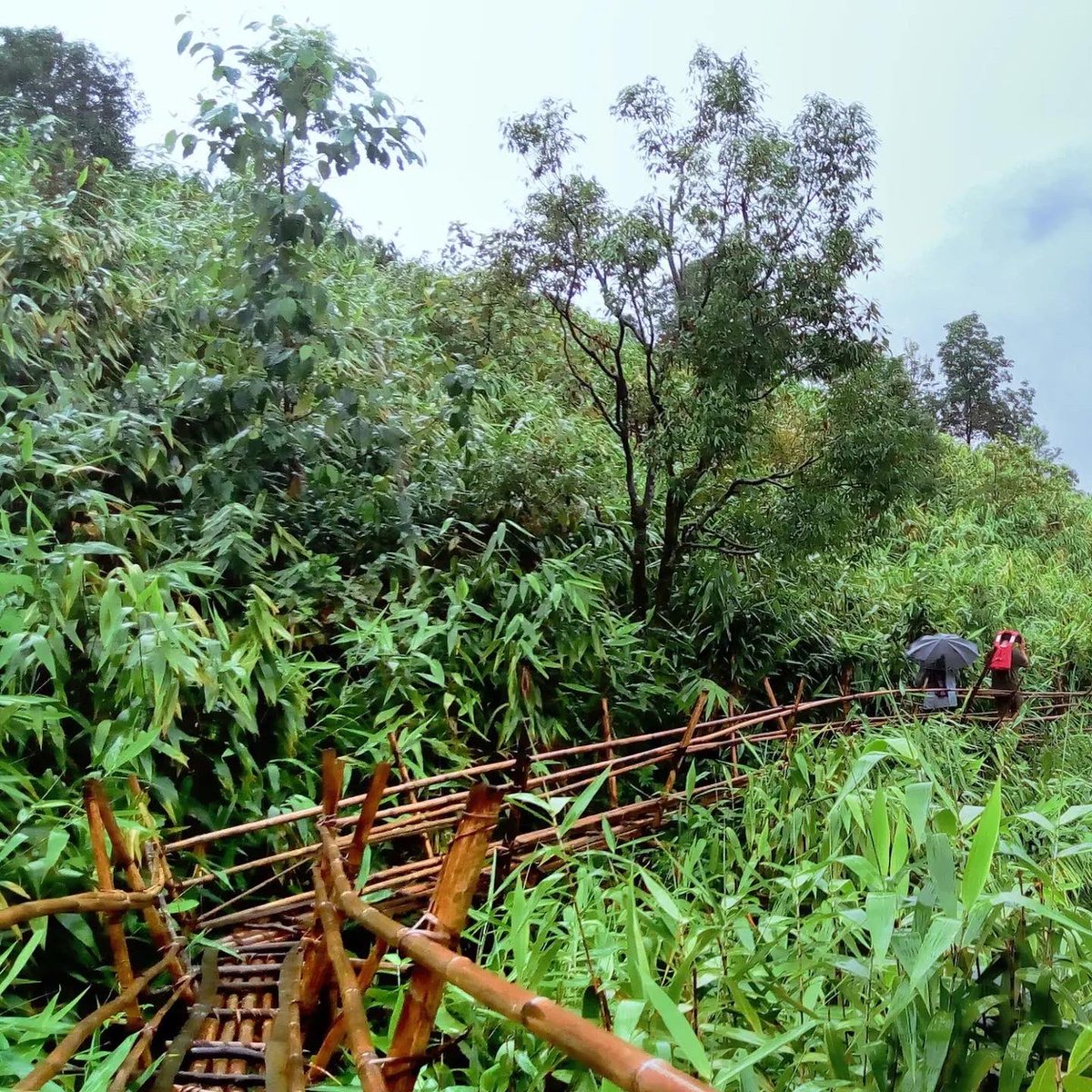 thinkbamboo's tweet photo. π Bamboo Trek In Meghalaya, India. Many bamboo bridges and constructions. The North-Eastern states of India also known as the seven sisters are a hidden jewel. #thinkbamboo #bamboo #bambooconstructions #bamboodridge https://t.co/fIX6yu0rDN