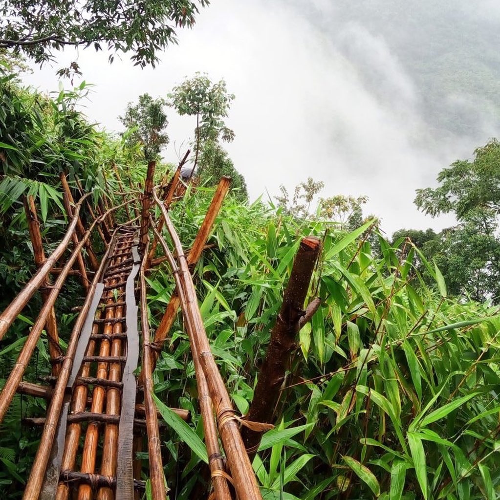 thinkbamboo's tweet photo. π Bamboo Trek In Meghalaya, India. Many bamboo bridges and constructions. The North-Eastern states of India also known as the seven sisters are a hidden jewel. #thinkbamboo #bamboo #bambooconstructions #bamboodridge https://t.co/fIX6yu0rDN