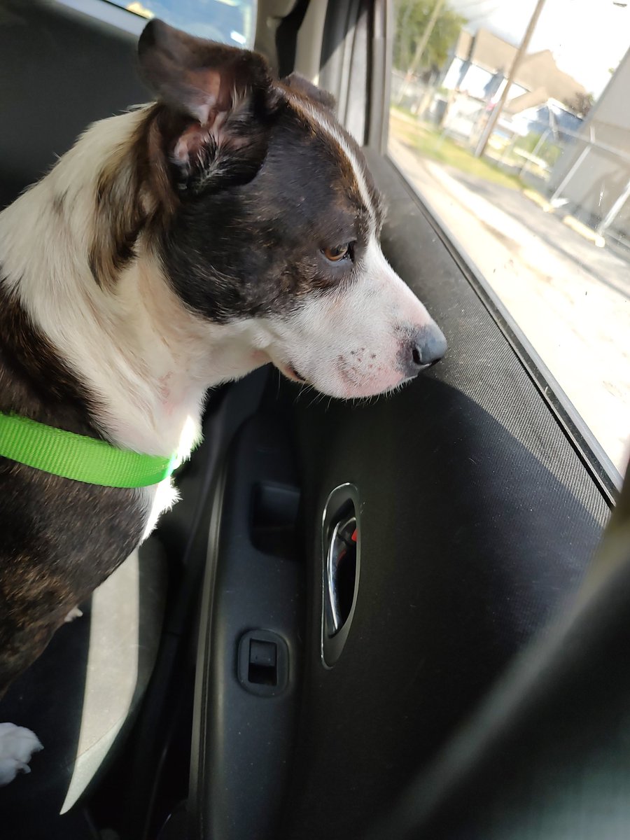 dirizarr1's tweet photo. We're not going to the vet, but were going shopping, do you agree 💯@Robinson_HISD#TrustTheJourney https://t.co/OsLtLRQ8zW