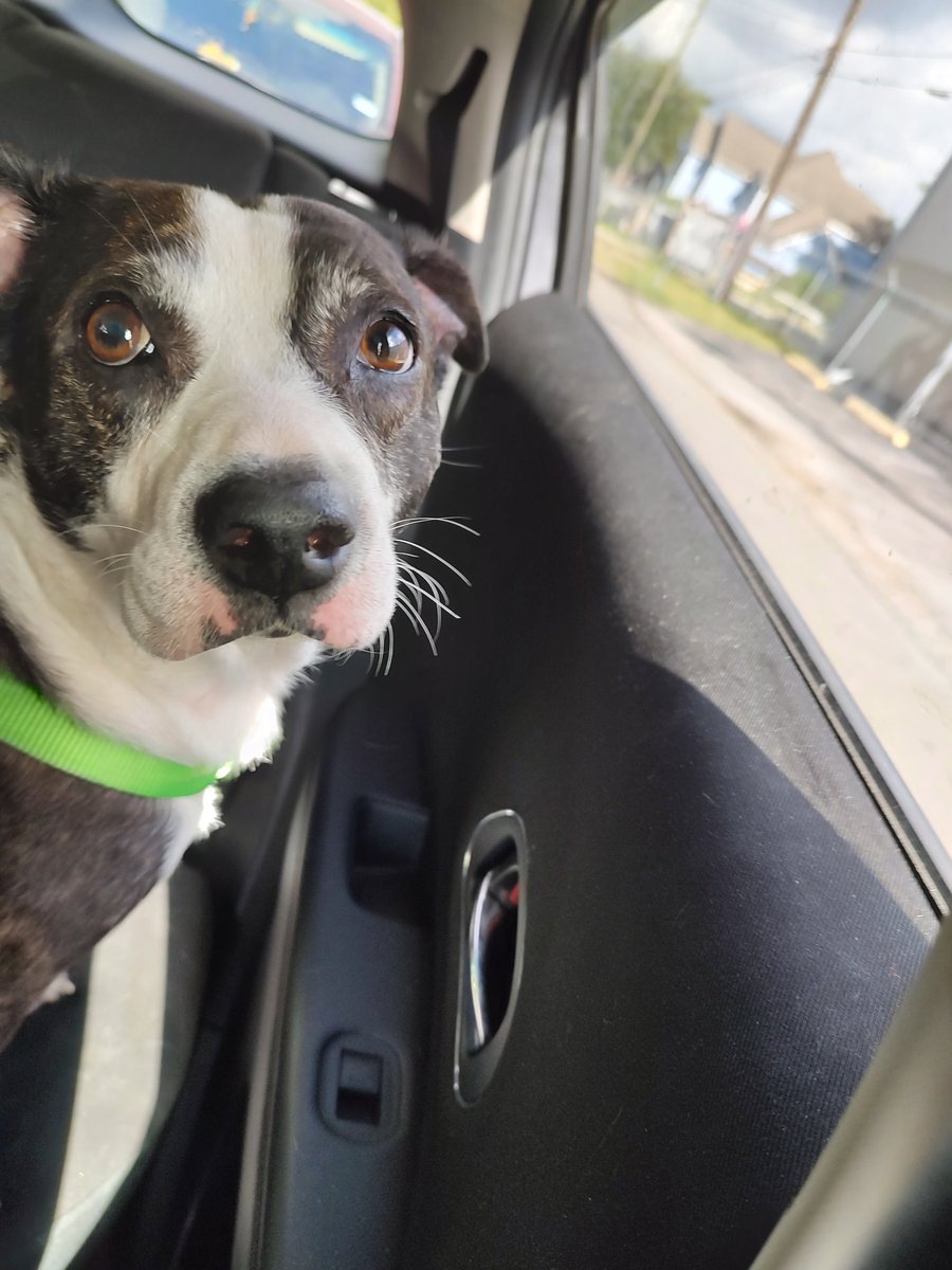 dirizarr1's tweet photo. We're not going to the vet, but were going shopping, do you agree 💯@Robinson_HISD#TrustTheJourney https://t.co/OsLtLRQ8zW