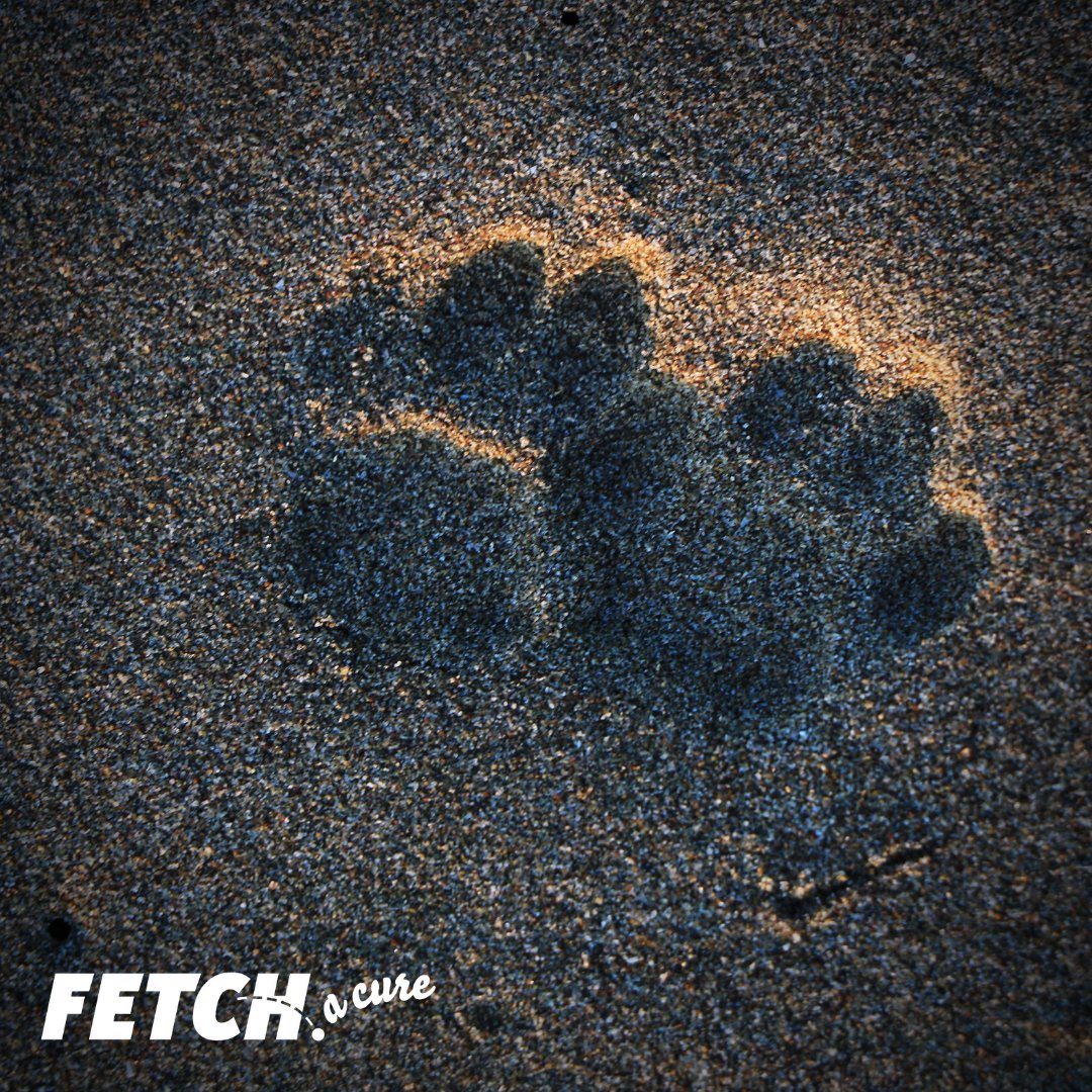 Dealing with the loss of a beloved pet? Join us tonight from 5:30-6:30 EST for our virtual Pet Loss Support Group with Dr. Leslie Greenberg. RSVP to join: forms.gle/pXB7zy9gf42n2a…

#petloss #griefcounseling #petsarefamily #rainbowbridge