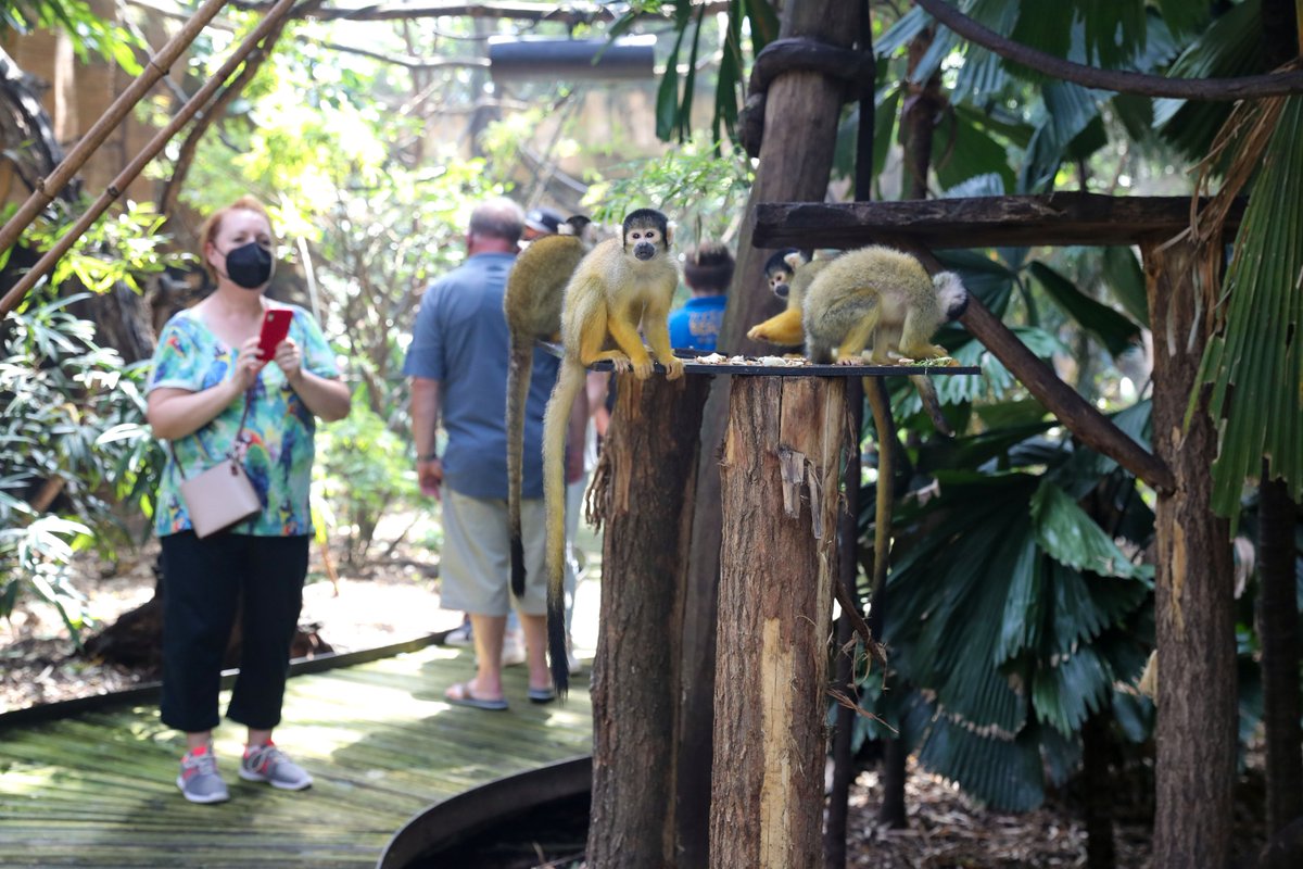 zoobeauval's tweet photo. 🎟️ Un 2ème #TicketdOr a été découvert en début d'après-midi ! Direction la volière des #saïmiris ! 🐒 https://t.co/Ua6mpOdPGl