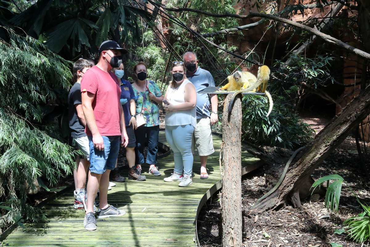 zoobeauval's tweet photo. 🎟️ Un 2ème #TicketdOr a été découvert en début d'après-midi ! Direction la volière des #saïmiris ! 🐒 https://t.co/Ua6mpOdPGl