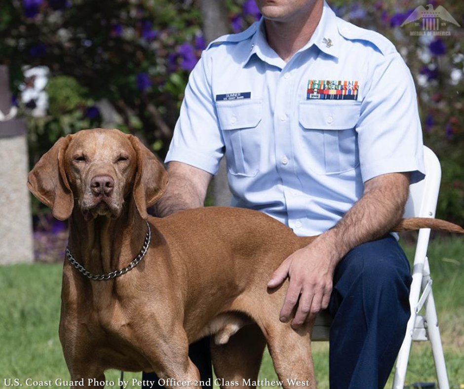 MedalsofAmerica's tweet photo. A USCG military working dog was honored during a retirement ceremony held by members of the MSST San Francisco on Base Alameda. The ceremony marked Chief Petty Officer Feco’s retirement from the Coast Guard after eight years of distinguished service. 
https://t.co/dbHrzGpret https://t.co/QPnZPMjKMx