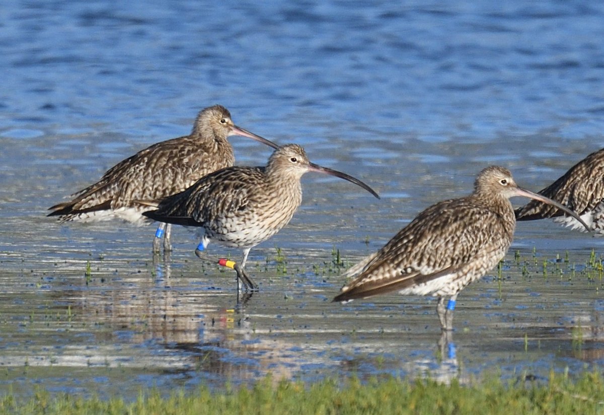 JoKingDevon's tweet photo. Lots of #Curlew bling at #Skern #NorthamBurrows #Devon on Sunday - took hours of patience to get the right photos and sort it all out! Why do they always go to sleep on one leg?! I think I have 6 colour ringed birds in total, not all shown here @RyanABurrell https://t.co/GVczdXS8dg