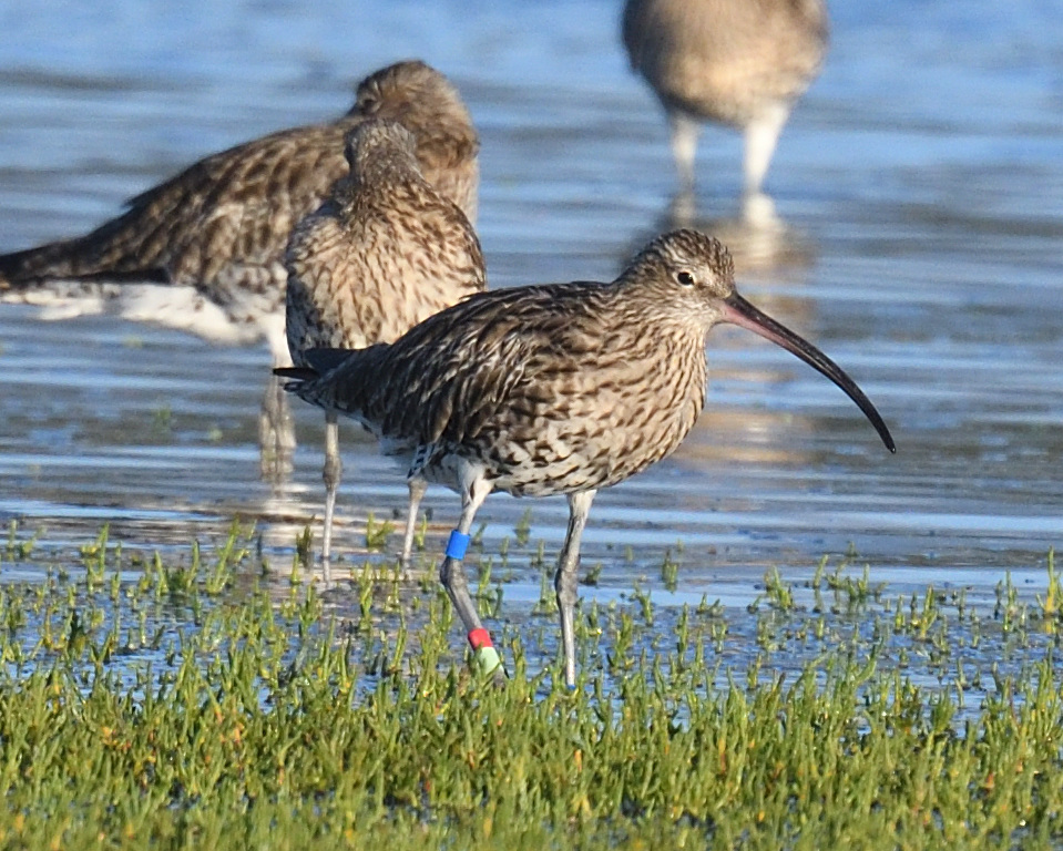 JoKingDevon's tweet photo. Lots of #Curlew bling at #Skern #NorthamBurrows #Devon on Sunday - took hours of patience to get the right photos and sort it all out! Why do they always go to sleep on one leg?! I think I have 6 colour ringed birds in total, not all shown here @RyanABurrell https://t.co/GVczdXS8dg