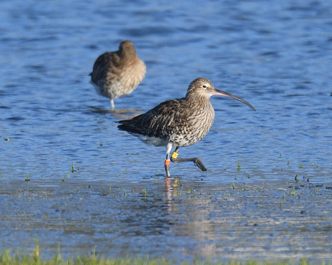 JoKingDevon's tweet photo. Lots of #Curlew bling at #Skern #NorthamBurrows #Devon on Sunday - took hours of patience to get the right photos and sort it all out! Why do they always go to sleep on one leg?! I think I have 6 colour ringed birds in total, not all shown here @RyanABurrell https://t.co/GVczdXS8dg