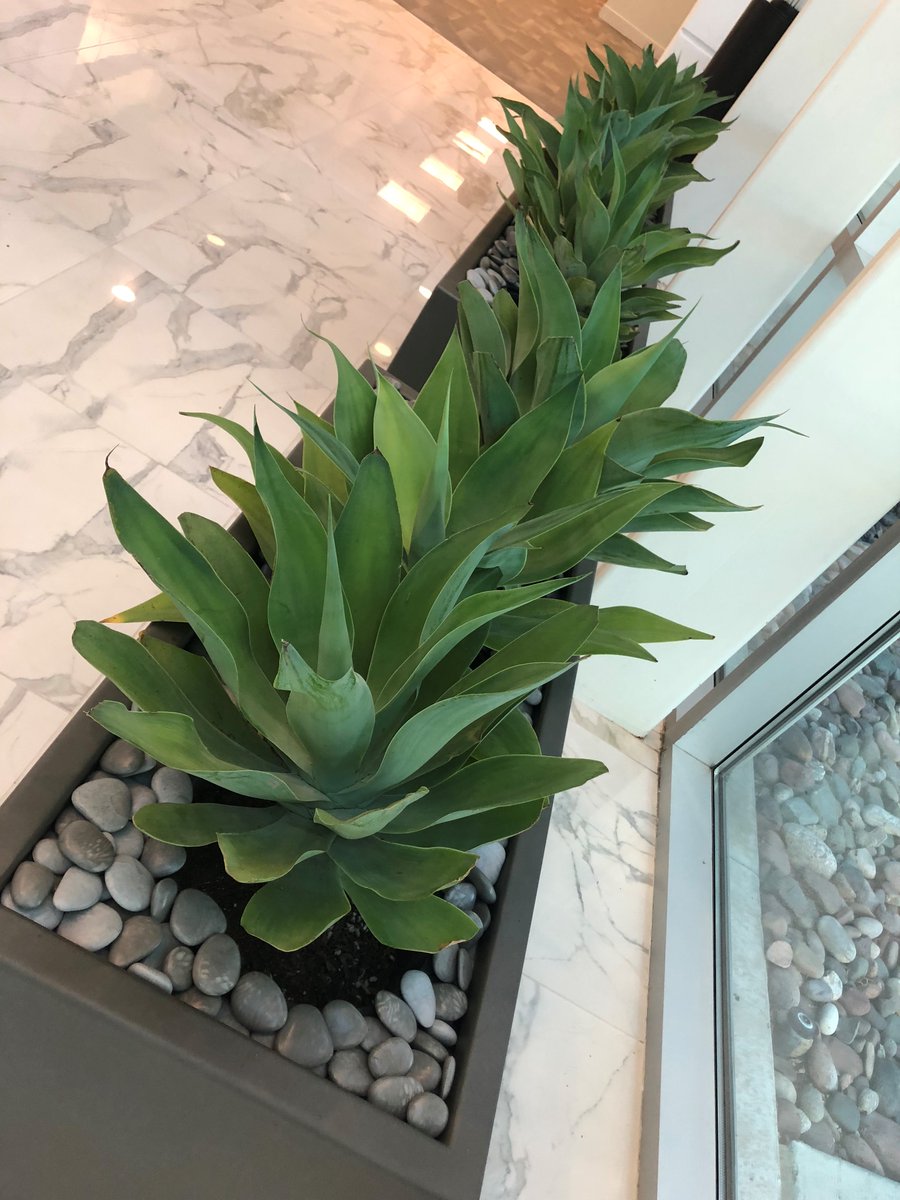 These Earth wall planters were perfect for our luscious foxtail Agaves!

#stayPLANTED #KEEPitREAL #PEOPLETHRIVE #Natura #agave #foxtailagave #succulent #desertplant #indoorplant #outdoorplant #plantsmakepeoplehappy #plantdesign #biophilicdesign #biophilia #interiordesign #texas