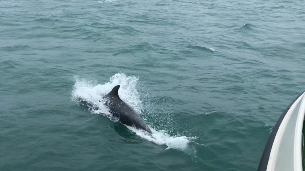 sussex_ifca's tweet photo. First data download and receiver maintenance for the Fish INTEL project Sussex Array - time to see where the tagged Bass and Black seabream have been moving, and what cetaceans have passed by! @fish_intel @SussexWildlife 
#FishINTEL #SussexWildlifetrust #naturalengland #Interreg https://t.co/KzVEKaMqKv