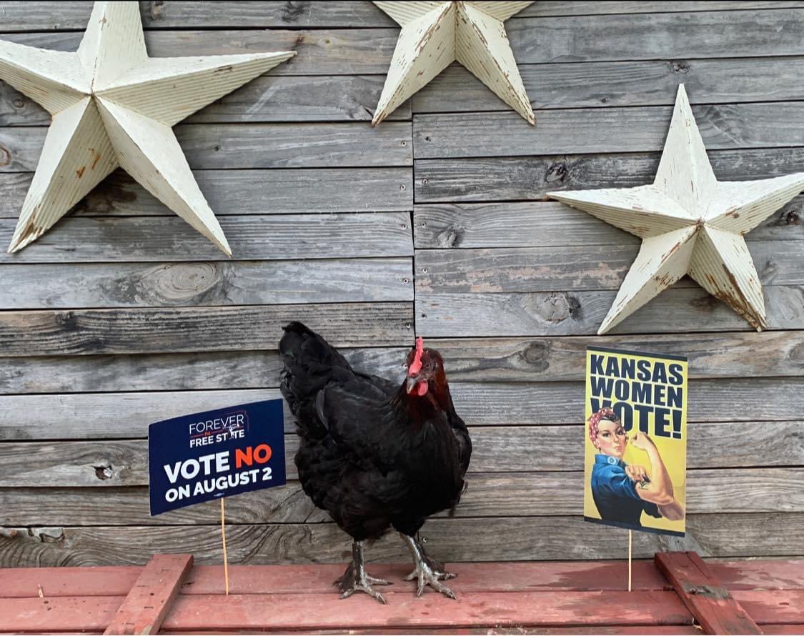 ImTheMomThatsW1's tweet photo. This is Violet.
She has choices. 
She doesn’t have to hatch every egg she lays. 
Violet gets to choose when she is ready to hatch eggs. 
Violet chooses how many baby chicks she wants to raise.
Violet doesn’t force other hens to make those decisions either #VoteNo #beLikeViolet https://t.co/wNFJ0PI2Eq