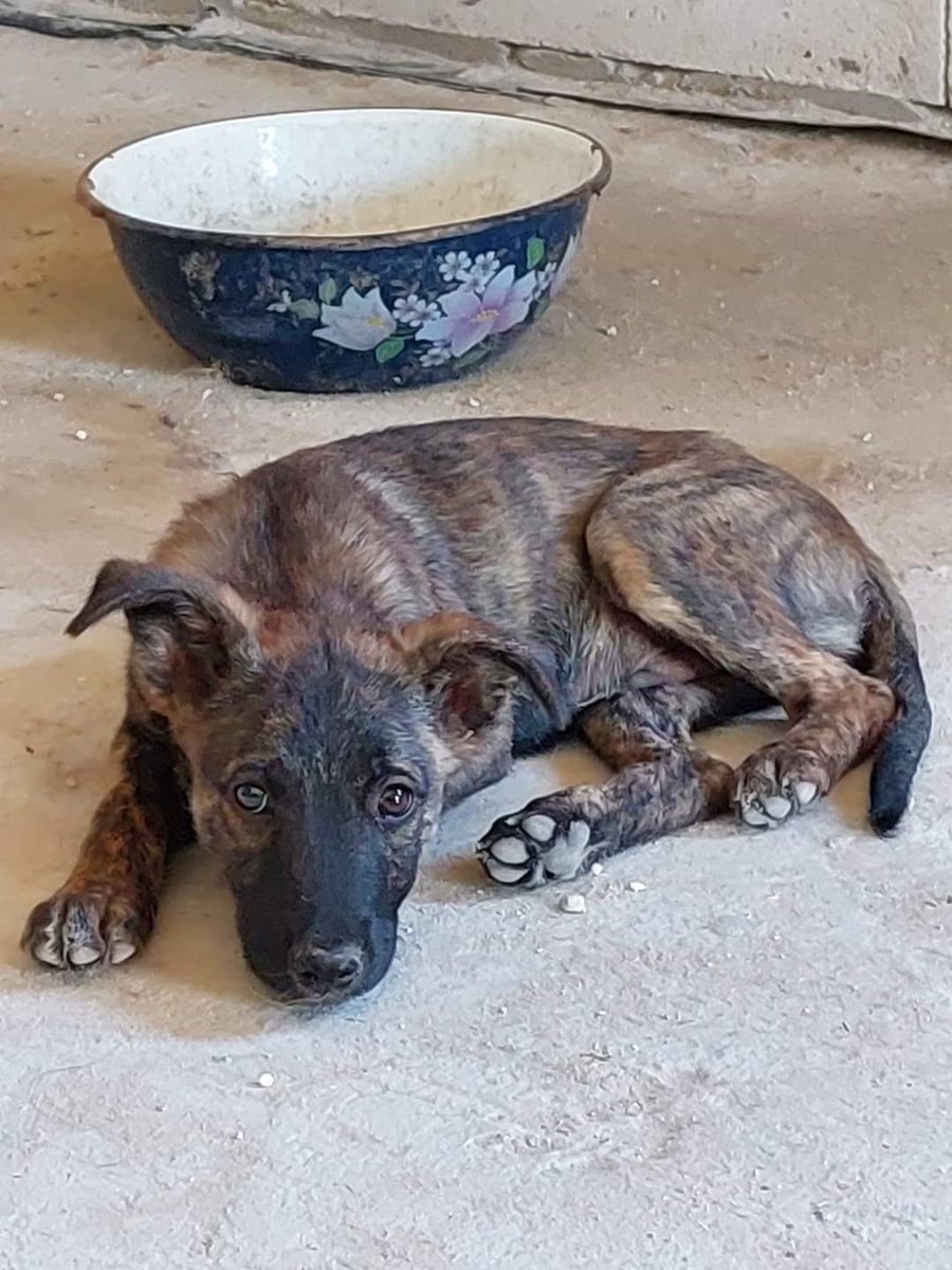 LuciTORIa's tweet photo. https://t.co/qWHL9Rv9w2 If anyone can help Shelter Friend in Ukraine with adopting a dog 🙏🏻 many poor abandoned souls, adoptions to some countries are possible now - ask them! (I can only help with a donation from time to time...) https://t.co/sutj308sHg