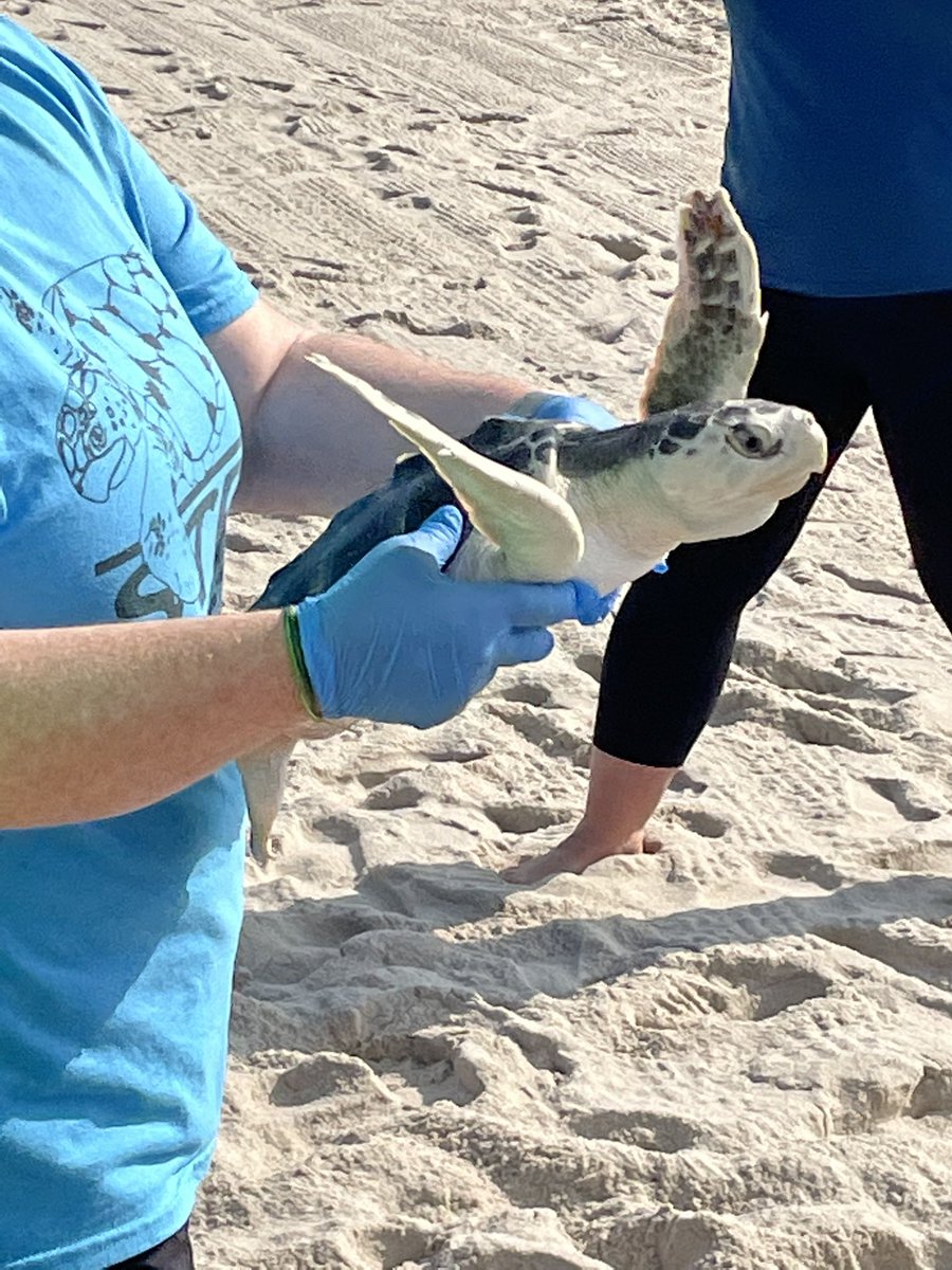 loggerhead_rov's tweet photo. It was sea turtle release day for our friends at the Sea Turtle Recovery! Titan our adopted loggerhead turtle which we named last fall went back to his home in the ocean! 🐢🐢🐢@RebeccaKreider @PrincipalMOHS @KevinRStansber1 https://t.co/bsvYWWuOSS