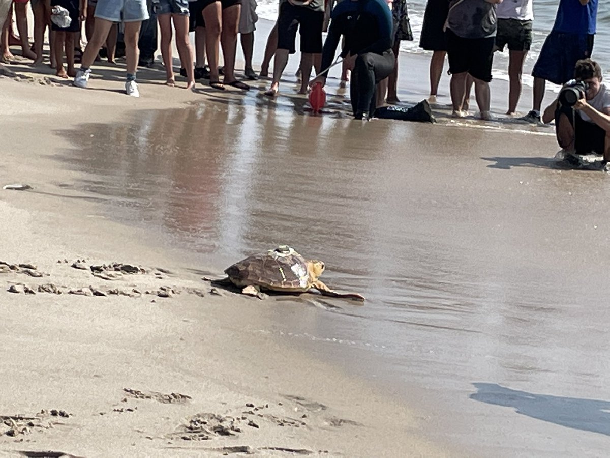 loggerhead_rov's tweet photo. It was sea turtle release day for our friends at the Sea Turtle Recovery! Titan our adopted loggerhead turtle which we named last fall went back to his home in the ocean! 🐢🐢🐢@RebeccaKreider @PrincipalMOHS @KevinRStansber1 https://t.co/bsvYWWuOSS
