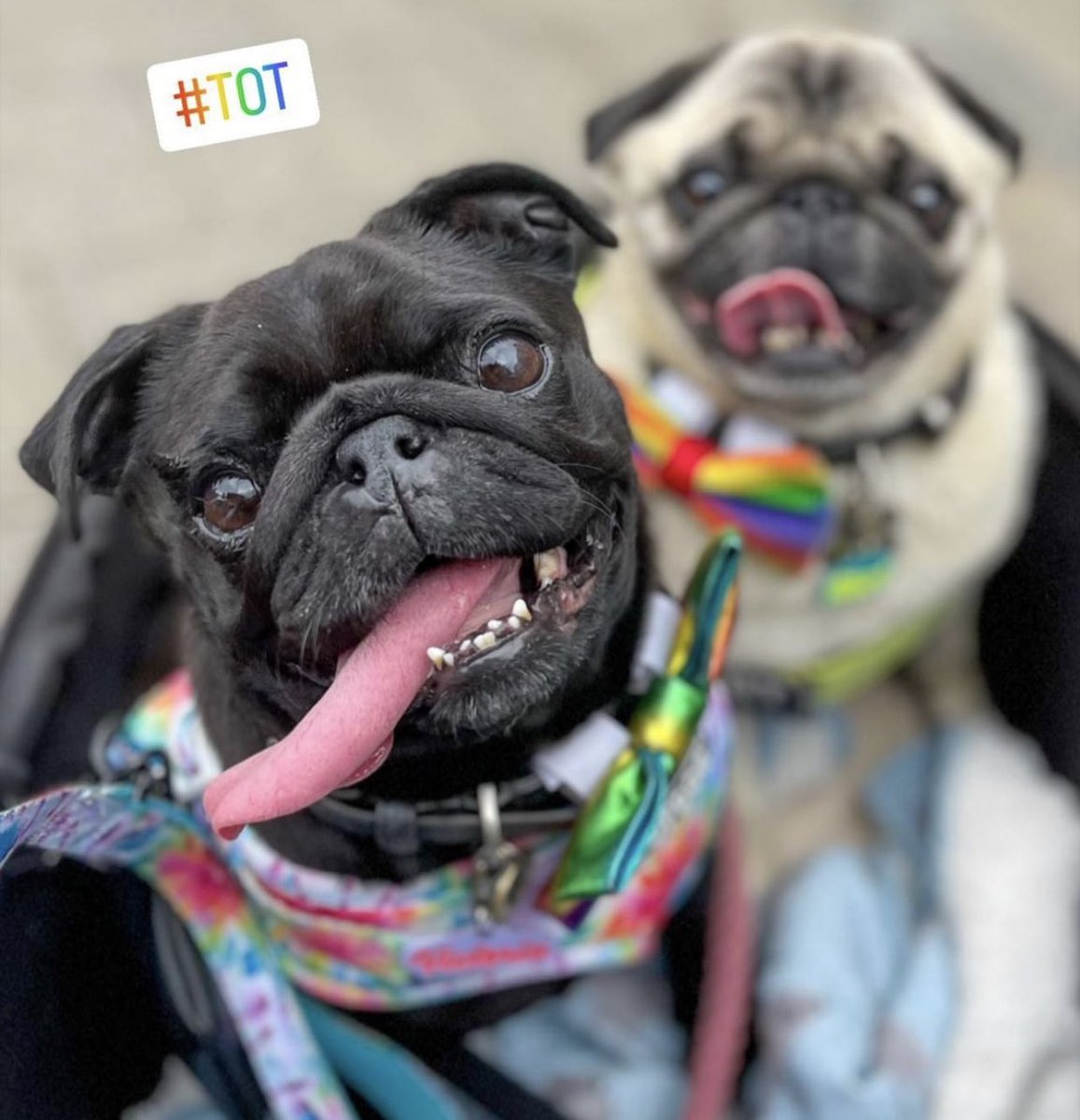 AlbertThePug's tweet photo. And the prize for the longest tongue goes to…

#tongueouttuesday #puglife #HappyTuesday #Pride2022 https://t.co/sOXcU1U7n0