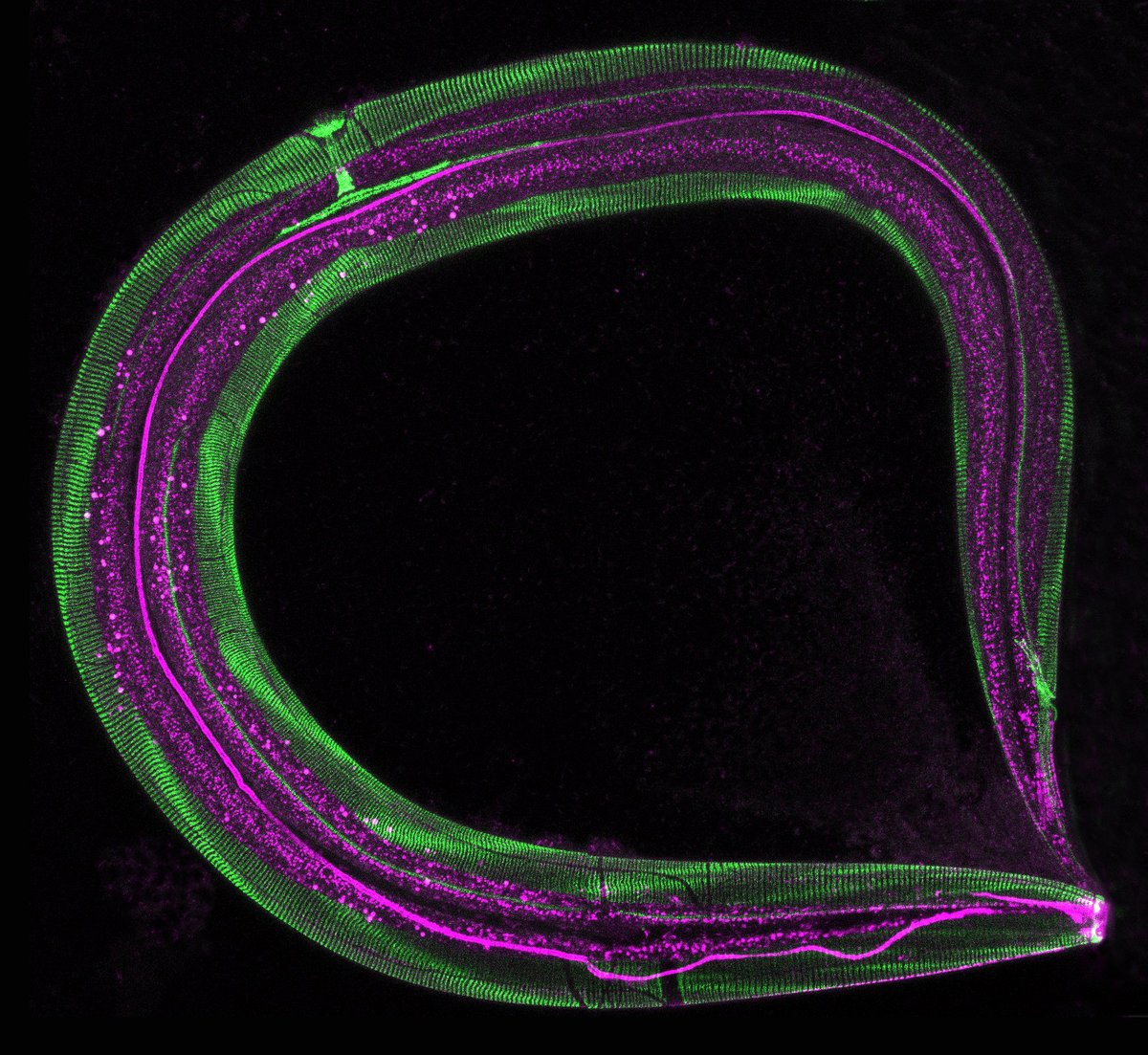 We have an open postdoc position at the @CIML_Immunology @centuri_ls in Marseille, to work on damage sensing through mechano-transduction in the epidermis in #C_elegans, with @FM4B_Lab. Please contact me pujol@ciml.univ-mrs.fr