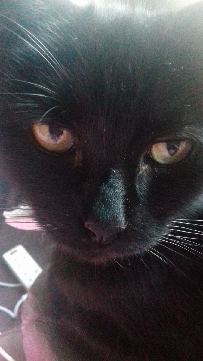 Ronnie's mummy here.
I'm devastated to have to tell you that my darling boy gained his angel wings and crossed 🌈🐾💔yesterday at 1855.I am completely broken. He was my constant companion and most loyal friend. Please remember him with love.