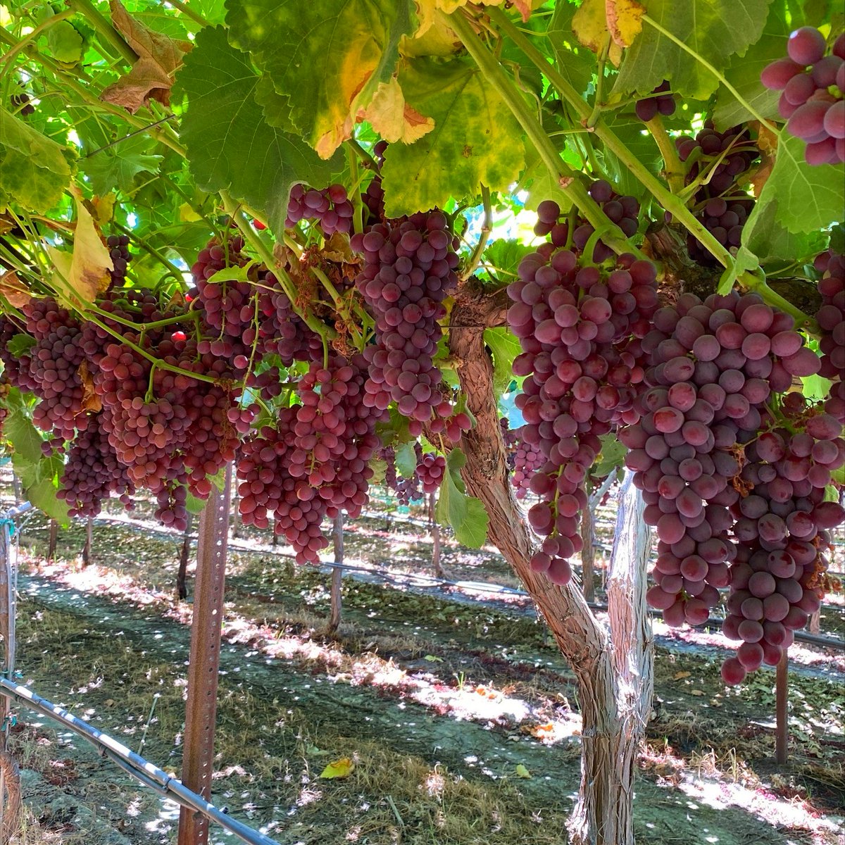 SamsonsGrapes's tweet photo. Oh snap, our candy snaps are looking delicious! These red, seedless grapes are crisp and fruity with hints of strawberry 🍬 ♥️ https://t.co/EgmvZ7rzUX