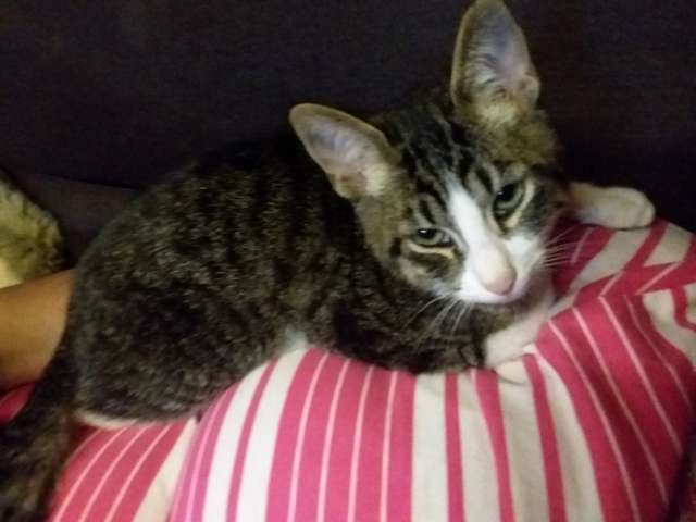 En adopción: Simba - adoptame.com.mx/adopcion/masco…