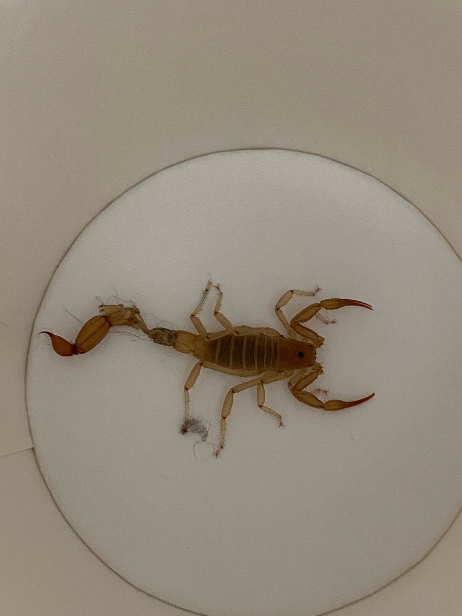 hevace's tweet photo. A visitor in my office today https://t.co/ckCgxVtcBL