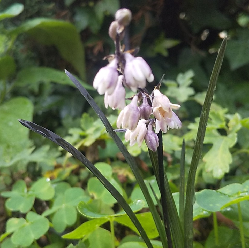 コクリュウ Twitter Search Twitter コクリュウ Twitter Search Twitter