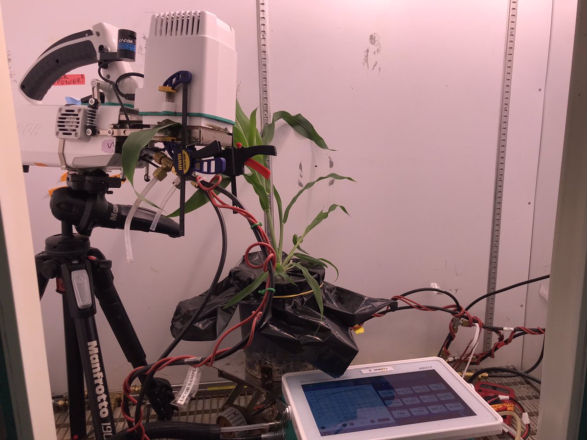 Why Sorghum is a important crop in the future climate? It is super efficient in carbon capture in warm climate and under limited water supply.