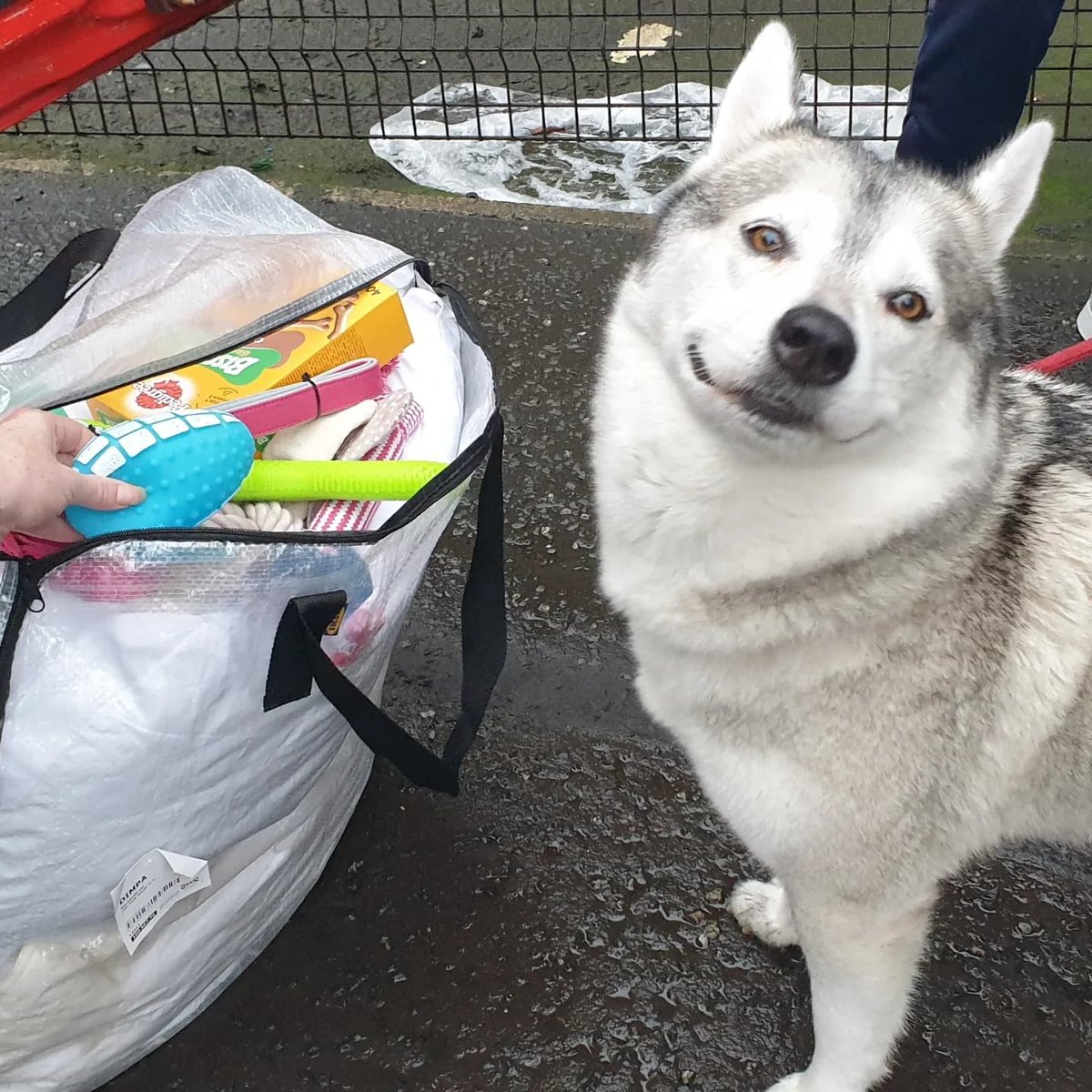 MrAnimalNut's tweet photo. A happy girl at the homeless outreach last night. 
Dakota got bedding, a collar, lead, toys, treats and food.
Love her wee smile.
The pishing rain didn't dampen any of our spirits 💜🐾 https://t.co/d4KgCsBw6T