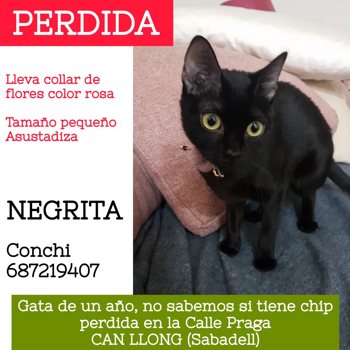 ProgatSabadell's tweet photo. 🆘¿Nos ayudáis a encontrarla? 

🚨Se llama Negrita, gata de un año, tamaño pequeño, no sabemos si tiene chip, lleva un collar de flores color rosa.

👉C. De Praga, Can Llong, Sabadell.

☎️ Conchi 687219407

🙏Ayudad compartiendo y buscándola por la zona. https://t.co/ygU9GrYZbP