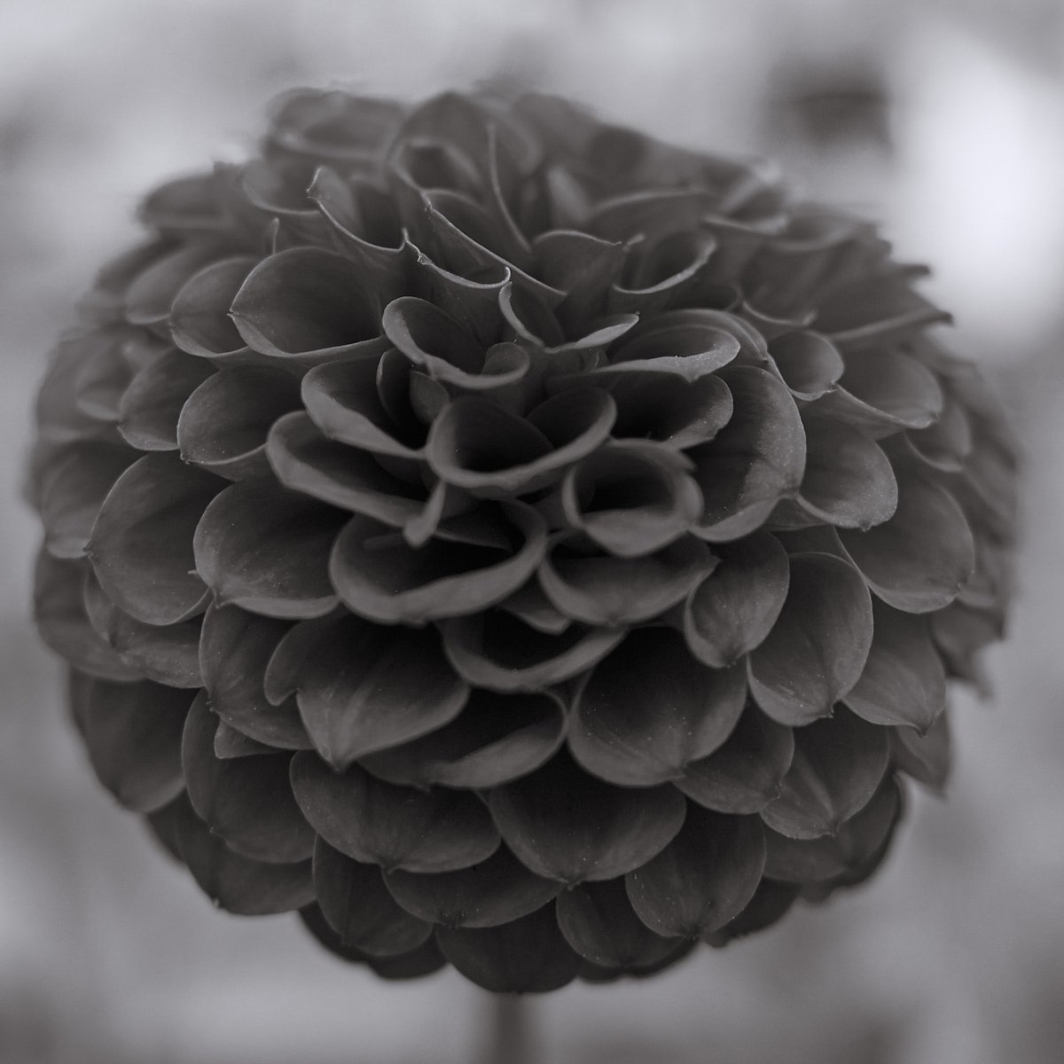 TheMayorTim's tweet image. #Blackdahlia #photography