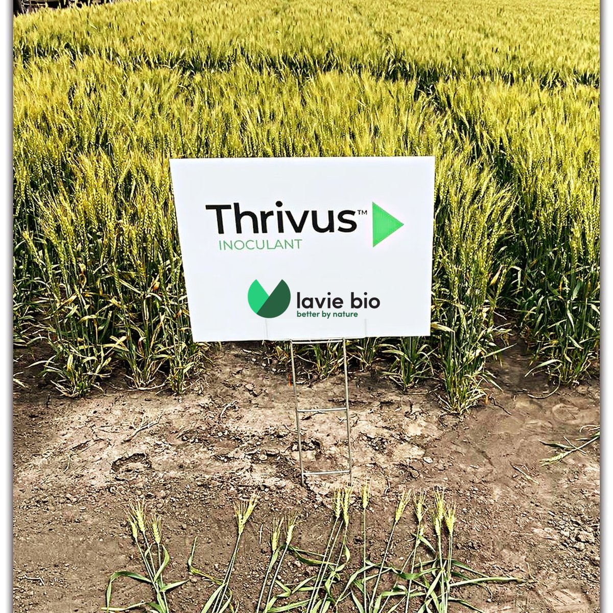 Congratulations to AgriMAX on a fantastic field day!  Thanks for working with us on "Thrivus" bio-inoculant for HRS wheat.  Always great to spend time with farmers!
#Biologicals
#LavieBio
#BioInoculant
#NorthDakotaAgriculture
#MinnesotaAgriculture
#Wheat