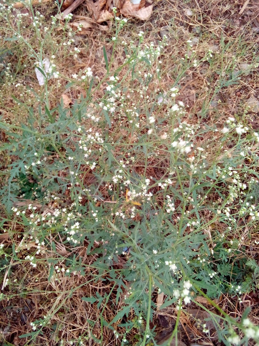 umupros's tweet photo. In southern West of Rusizi district, especially in Bugarama and Muganza sectors. A Parthenium hysterophorus weed is severely impacting our ecosystem. https://t.co/tHJBDv6iy6