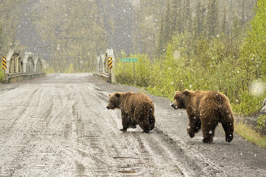 annlouisecook's tweet photo. Canada is home to this scenic #roadtrip that often includes wildlife. #travelplans  https://t.co/n6wlbp0T8o https://t.co/eg5C4jxr6X