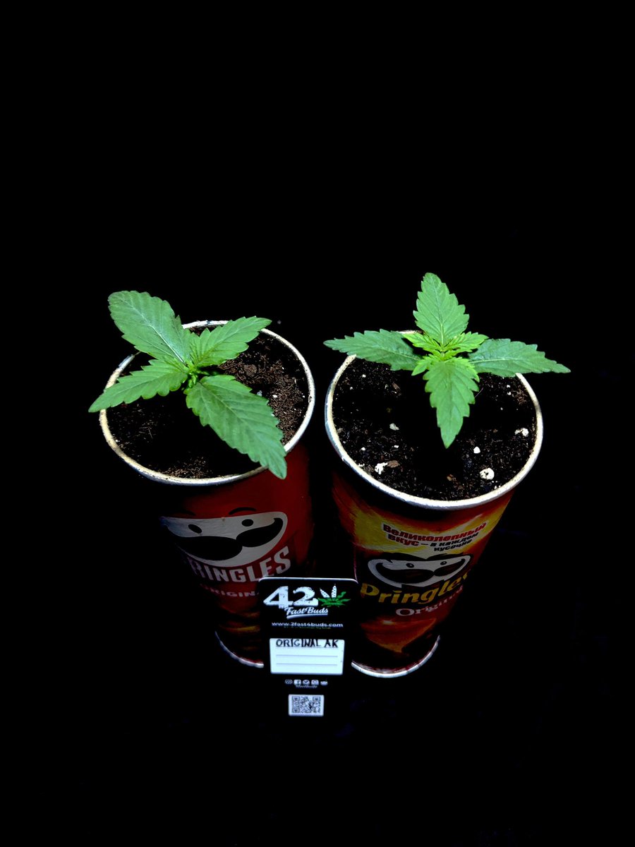 Haoss (@growerhaoss) on Twitter photo 