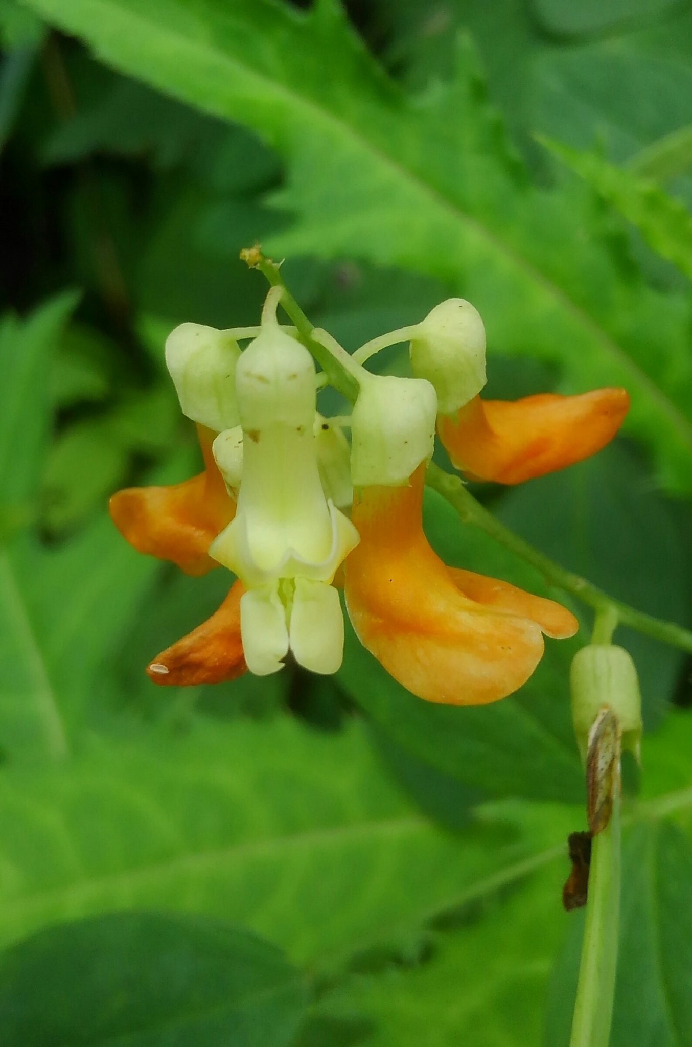 アプリコット サン 1fbyc8rs9lv6vsy イカリソウは 五月頃ですから いか Twitter