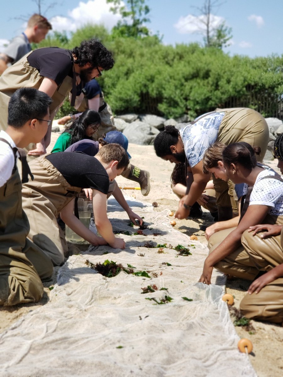 bbpnyc's tweet photo. The #EastRiver is full of life - join this Saturday from 10am to noon for public #seining! Staff and marine biologists use a seine net to investigate fish, crabs and other creatures that live below the water's surface. All are catch and release - Pier 4 Beach. 📷: Percy Holmes https://t.co/1FYjDf60mo