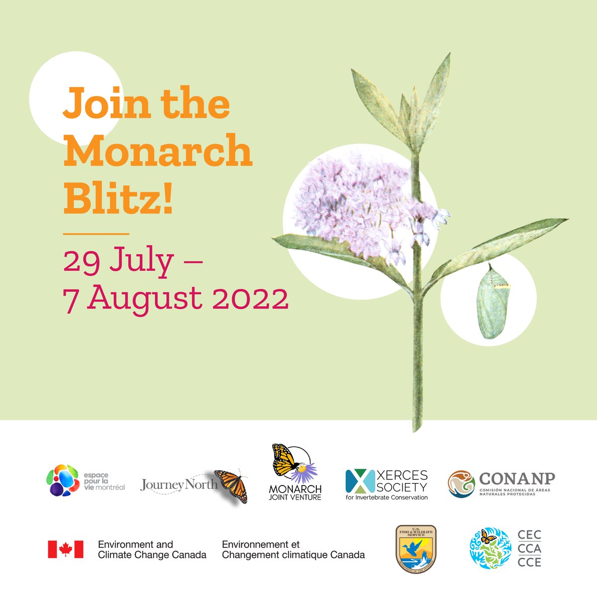 Monarch Larva Monitoring Project tweet media