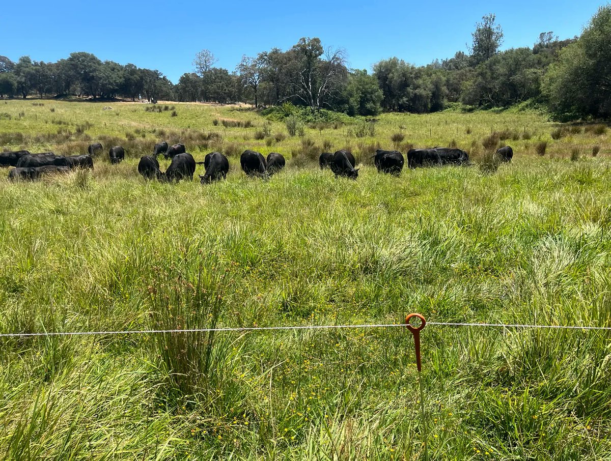 Sierra Foothill Research and Extension Center tweet media