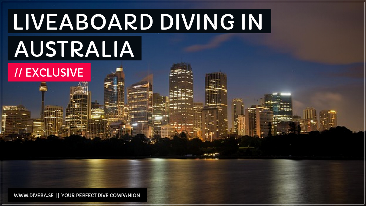 divebaseapp's tweet image. Todays highlight: 

✔ Liveaboard diving in Australia

📲 Download the #Divebase App for iOS and Android and discover great dive locations! go.diveba.se