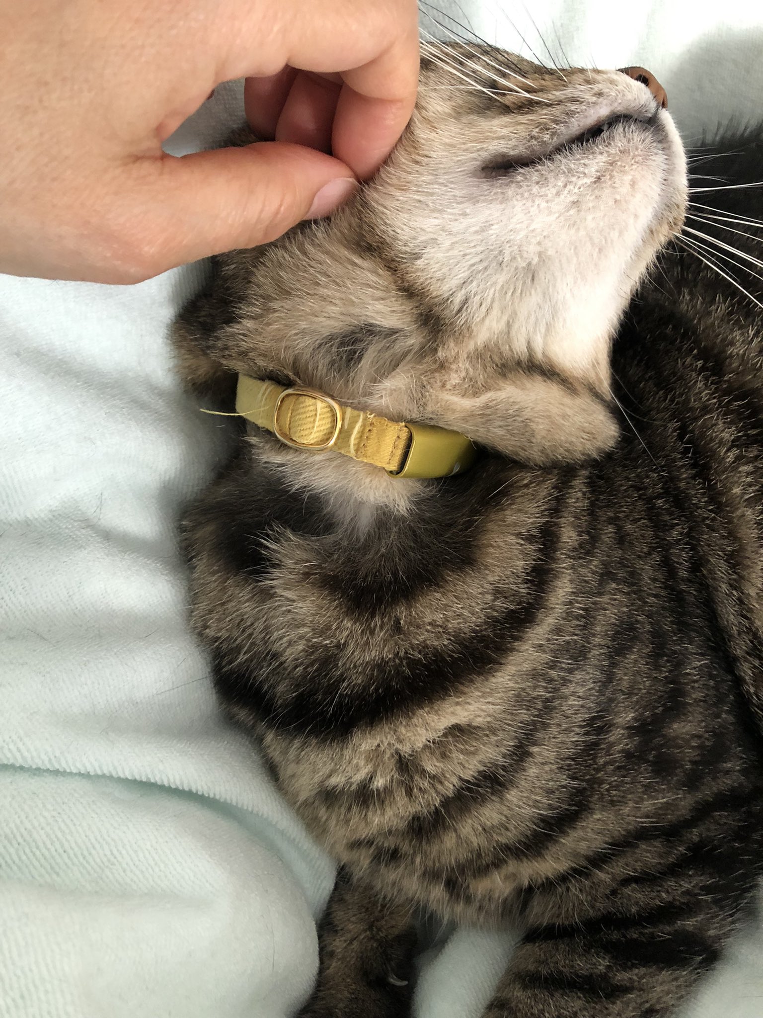 セールアイテム こちらを見つめる猫がかわいいマルチポーチが新 物陰からじーっ Fwf オフィシャル通販サイト Piercecorporationcom