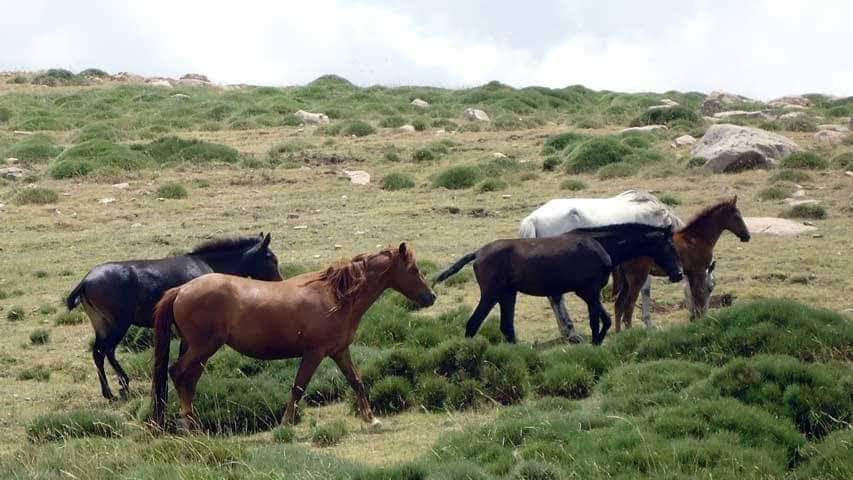 Alaph16's tweet photo. Le saviez-vous ? 🇩🇿

Dans l'Aurès en Algérie, vous pouvez admirer ces chevaux sauvages de montagne dans plusieurs régions. 

Ces photos ont été prises dans les régions de Chelia, Oued El Ma et Merkounda. https://t.co/bzvG2rxUBe
