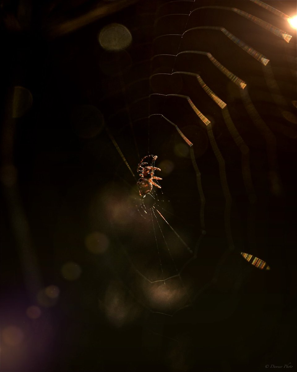 If you mind to look at this way; the morning sun means the restart and new opportunity for you; the spider means the willingness and hope you have; and the web means your happiness you can build up every single day! #macrophotography  #whitireiapark #newzealand #momentlens