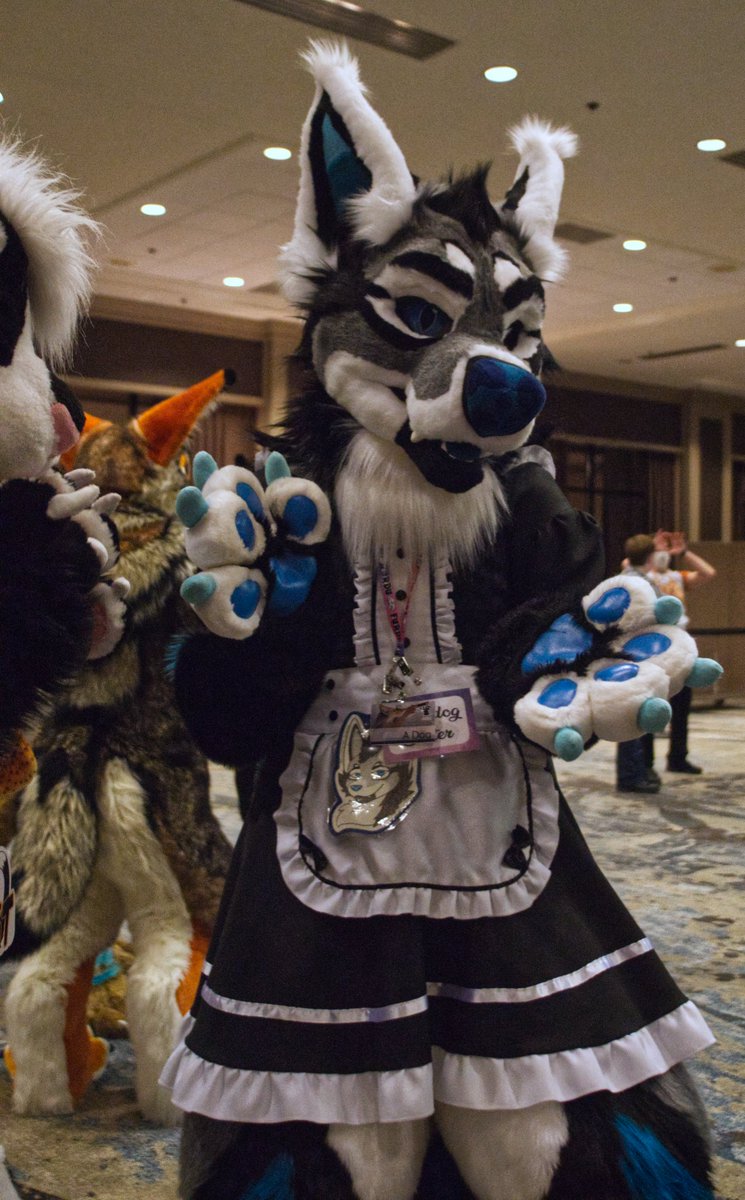 StirlingCorgi's tweet photo. Photos from Texas Furry Fiesta 2022, tag any suiter you see. #TFF #TFF22 #furry #fursuit #TexasFurryFiesta https://t.co/vBvXVcJvOu