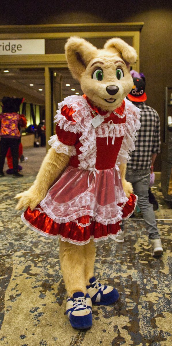StirlingCorgi's tweet photo. Photos from Texas Furry Fiesta 2022, tag any suiter you see. #TFF #TFF22 #furry #fursuit #TexasFurryFiesta https://t.co/vBvXVcJvOu