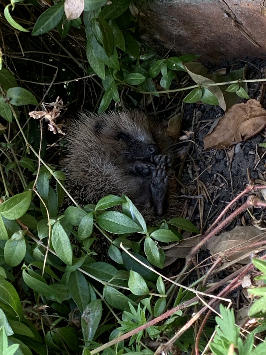 Tiny Hedgehog update: he’s moved up the garden and is napping! Luckily, I don’t nap there and his treats (worms) are disgusting!