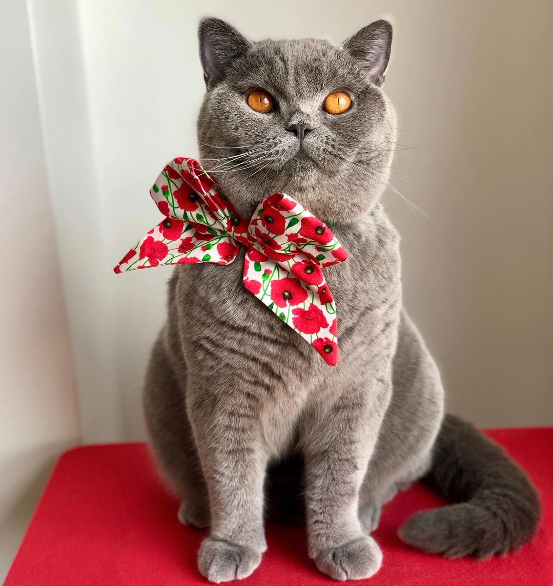 CALUGM's tweet photo. @catsofinstagram @catsofinstagram #catsofinstagram           My cat IG account: @tita_bluemoon https://t.co/lHZxbkjA9c