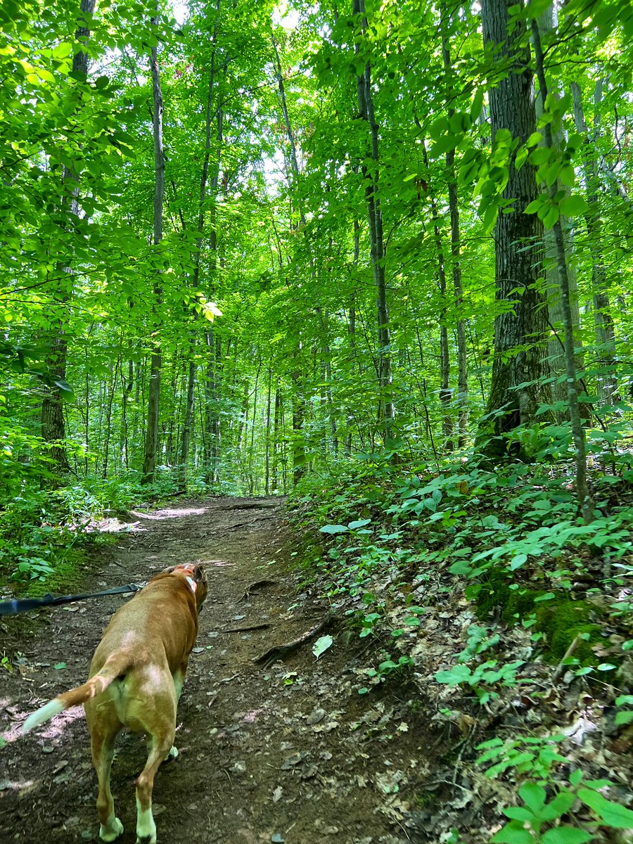 electricHOMEGRL's tweet photo. #forestbathing #awenda https://t.co/LnsKrV4KhV
