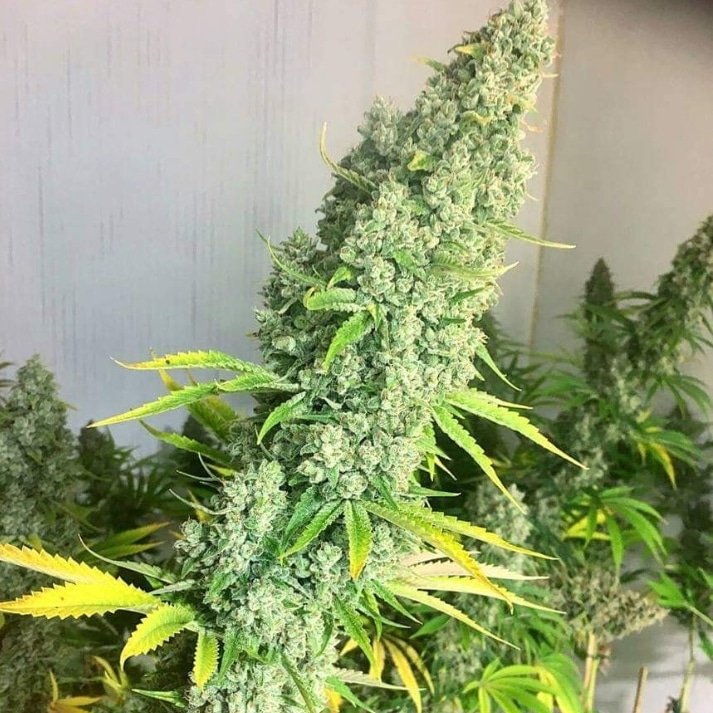 SpaceCannabis 🍃 tweet media