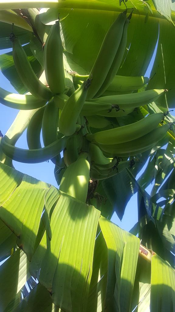 oncephas's tweet image. Loving these along my fence.