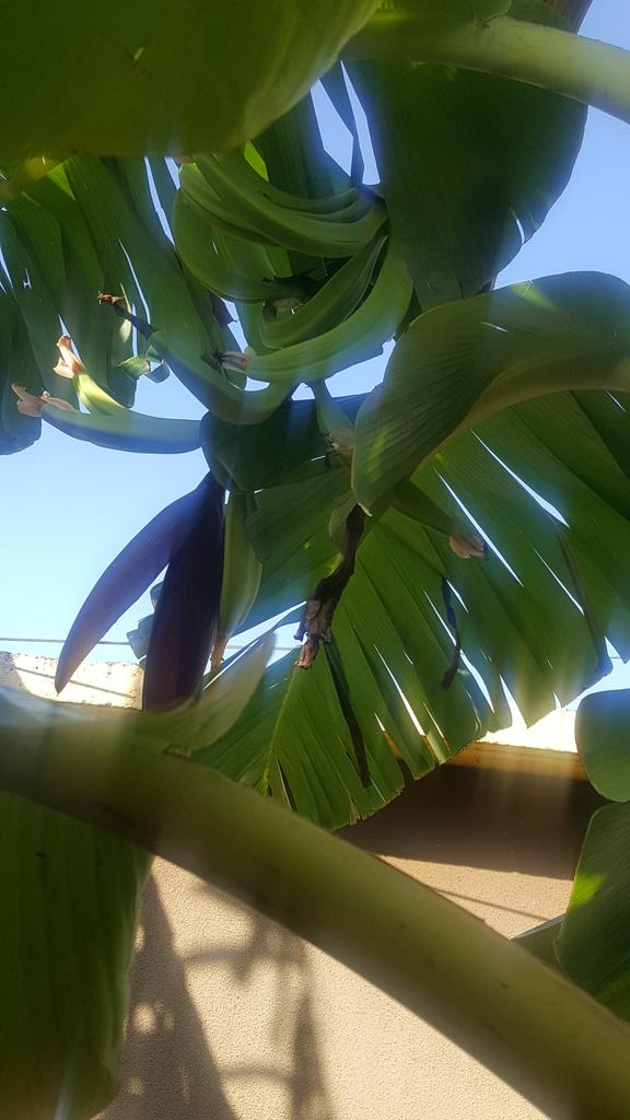 oncephas's tweet image. Loving these along my fence.