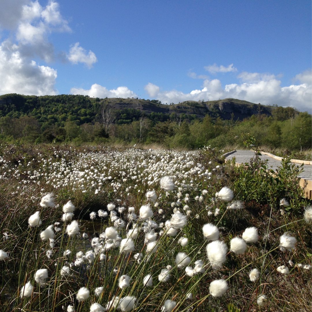 WilderCarbon's tweet photo. We will be taking part in both the public consultation led by the @ic_vcm this month to help shape the #corecarbonprinciples, as well as the consultation led by the @wearevcmi who are producing a claims code of practice.

Photo: Bex Lynam

#highintegrity #WilderCarbon #standards https://t.co/HLSZ6e5JYK